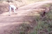 【動画】ラリーカーを最高のアングルで撮影しようとしてスマホを失った男（ノ∇`）