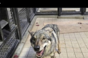 【画像】多摩動物公園で脱走したオオカミｗｗｗｗｗｗｗｗｗｗｗｗｗｗｗｗｗｗｗｗｗｗｗｗｗｗｗｗｗｗｗｗｗｗｗｗｗｗｗｗ