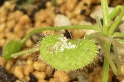 ワイ、食虫植物にプロテインを食わせる