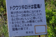 「ドクウツギ」とかいう植物が怖すぎると話題に