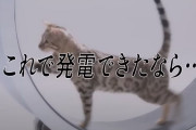 キャットホイールで電気代の節約が可能か実験した動画