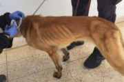 米国からヨルダンに派遣された爆弾探知犬、不適切な扱いで相次ぎ衰弱死…米国務省調査！