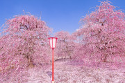 海外「日本の自然は世界一！」鈴鹿の森庭園の美しすぎる梅の絶景が話題に（海外の反応）