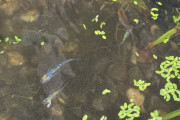 【画像】メダカ池、浮き草に完全侵食されて滅びる・・・