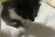 弟が子猫を拾ってきた。お助け願います。 part 1
