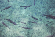 魚って海水で泳いでるのに何で味しょっぱくならないの？