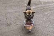 イヌがカゴを咥えてやってきた。おじちゃん、野菜くださいな♪ → 買い物犬はこうします…