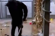 【動画】チンパンジーの檻に飼育員がデッキブラシ持ってくの忘れた結果