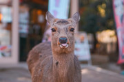 日本の「奈良の鹿」が観光客が減って「とんでもない状況」になっていると話題に！【タイ人の反応】