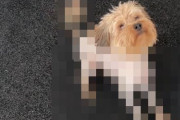 女性「ペットの犬のトリミングに挑戦してみます」 → とんでもない姿になってしまうｗｗｗｗｗ
