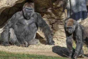 複数のゴリラがコロナに感染　大型類人猿で「初の自然感染」 米西部の動物園