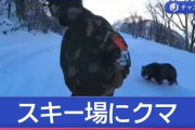 長野のスキー場にクマ！