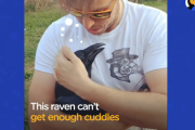 コメント1万2千件！ ワンちゃんの様に尻尾を振るカラスと飼い主さんのお話  海外の反応