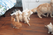 【GIF】ねこさん大パニックで草ｗｗｗｗ