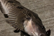 【速報】ワイ、謎の魚を釣る