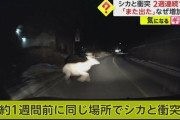 【悲報】2週連続でシカと激突、車大破?