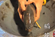 【動画】中国あるある、中国の伝統酒「魚骨酒」の作り方がこちら～！