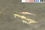 【池の水ぜんぶ抜く】外来種が与える影響を専門家が指摘　コイ稚魚放流にまさかの批判
