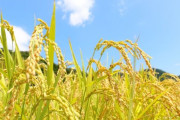 農林水産省、2026年産のコメ減産を正式に決定、石破から転換wwwwwwwwwwwwwwwww🌾