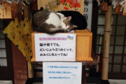 【再掲】【画像】 ねこによっておみくじが取れない、傘が取れない、なんかよく分からない