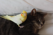 海外で人気！ ネコの昼寝の守護神「インコ」  海外の反応