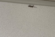 【緊急】部屋にヤモリが入ってんだがｗｗｗ（※画像あり）