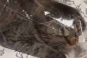 うちの猫がビニール袋に入っていた。出してみる → すると…