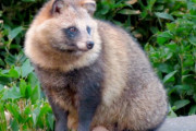 【朗報】たぬきさん、ハンバーガーを注文できるｗｗｗｗｗ