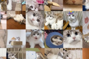 【SKE48】メンバーって犬派と猫派どっち多いんやろ・・・