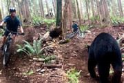MTB乗り、森の中で大きなクマさんと出会ってしまう(((ﾟДﾟ)))