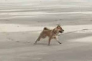 ２匹のイヌが砂浜で追いかけっこをしていた。１匹はリードを引きずっている → すると…