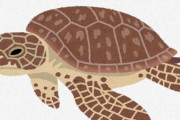 ハワイやメキシコ沿岸に生息する「クロウミガメ」、なぜか福井で発見される　地元水族館が保護