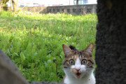 【ねこ画像】何を見てしまったのか・・・、パイロットねこ ほか