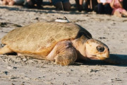 保護された海亀、８カ月にも及ぶリハビリを経て海へ帰る