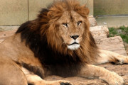 【悲報】オスのライオンさん?、1日に50回以上精液を搾りとられる過酷な運命にあった…