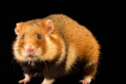 ヨーロッパハムスターを近絶滅種に指定、無策なら「30年以内に絶滅」