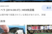 【画像】Twitter民、とんでもない魚を釣り上げる。