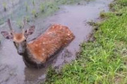 【悲報】シカさん、ハマってしまう