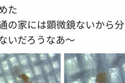 アベノマスク、家で保存したら危険なことが判明www