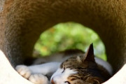 【ねこ画像】飼い主さんとサイクリングを楽しむ猫さん…なんだかイケメンな表情ですねwww