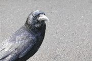 カラスってやっぱり怖いよね