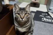 【画像多め】VIPPERから譲り受けた子猫、初めての猫の日を迎えるwwww