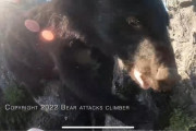 【動画】秩父で登山中にツキノワグマに襲われた人のGoPro映像がすごい。これ半分スカイリムだろ…