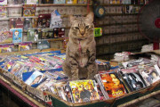 【ねこ画像】CDショップのねこ、ねこは柑橘類苦手じゃなかったのか？、進路妨害！ ほか【再】