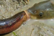 【弩級動画】ウナギVS鯉のバトル、迫真すぎる