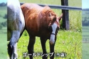 【競馬】ゴールドシップ産駒の白毛馬が誕生！
