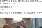 【競馬】ダイワスカーレット、遂に牡馬を産む