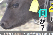子牛が1頭1000円？価格が大幅下落