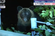 【悲報】猟友会とトラブルの北海道奈井江町、街に熊3頭出現するも放置　町職員がパトロール実施も相手はコイツｗｗｗｗ