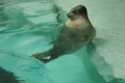 【画像】そんなことよりこのアザラシみてよ